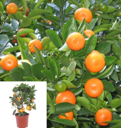 5 Thai Calamondin Citrofortunella Microcarpa Minature Fruit Tree Seed