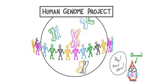 Lesson Video The Human Genome Project Nagwa