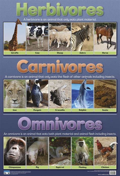 Objection level 2 of the trophic level index includes herbivores, level 3 or higher includes carnivores8, the trophic level of 2.21 doesn't neccissarily mean that humans are not herbivores or supposed to be omnivores. Herbivores, Carnivores and Omnivores - Wall Chart - SmartLabs