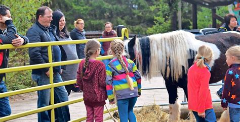 Vhs Angebot F R Kinder Kinder Lernen Pferde Als Freunde Kennen