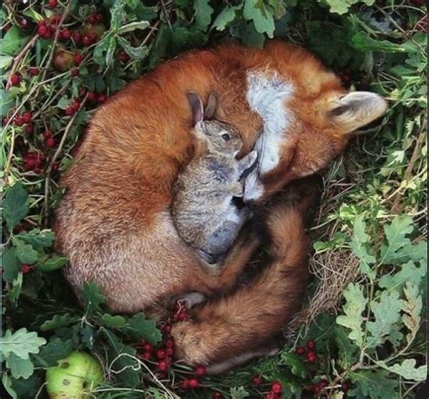 Pin By Wanda Haynes On Sly As A Fox Sleeping Animals Baby Animals