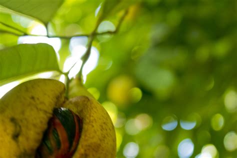 Jamaican Nutmeg Supplier Manufacturer And Exporter Jamrow Pioneers
