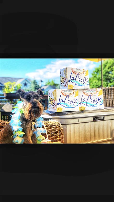 Mini Schnauzer | Therapy dogs, Mini schnauzer, San antonio texas