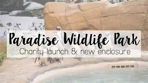 Paradise Wildlife Park Charity Launch And New Enclosure Youtube