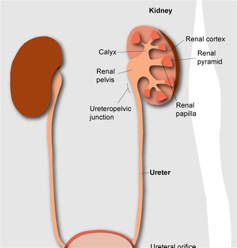Diagram Of Kidneys In Body Derslatnaback
