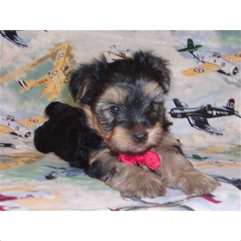 Looking for a puppy or dog in tucson, arizona? Yorkshire Terrier puppy for sale in TUCSON, AZ. ADN-70336 ...