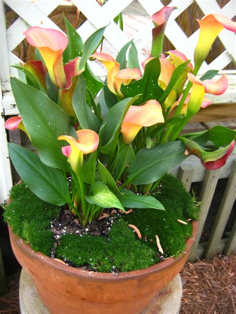 Calla Lily For The Home Pinterest Lilies And Calla Lilies