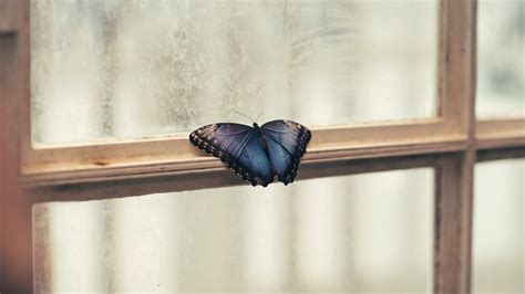 Butterfly Window Wings Patterns Frame 4k Hd Wallpaper