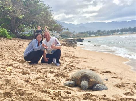 The Hottest Spots To See Sea Turtles In Hawaii And You Creations