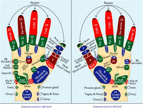 Chart And Techniques For Hand Reflexology And Massage Of Meridian