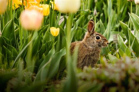 This is the surest way to prevent rabbit damage. 3 Ways to Keep Rabbits Out of the Garden
