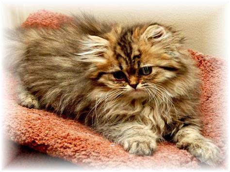 Teacup And Pixi Persian Kittens For Sale 600 For Sale Adoption From New