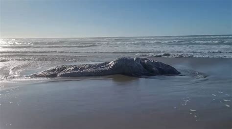 ‘monstro Marinho é Encontrado Em Praia Nos Eua Veja Vídeo Época O