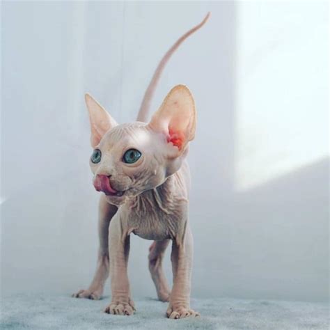 A Lovely Nude Sphynx Kitten Cat Care Cute Cat Gif Pets Cats
