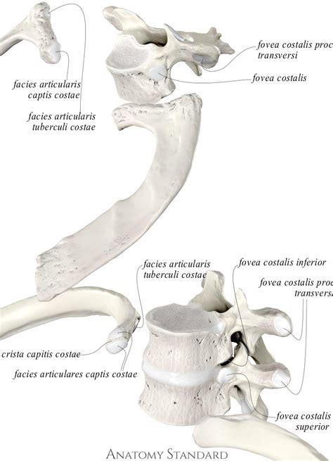 Anatomy Standard Drawing Costovertebral Joints First And Eight Rib