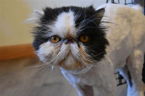If you consider getting a persian for your next pet, please check adoption resources first — even purebred animals. Michigan Persians - Specialty Purebred Cat Rescue