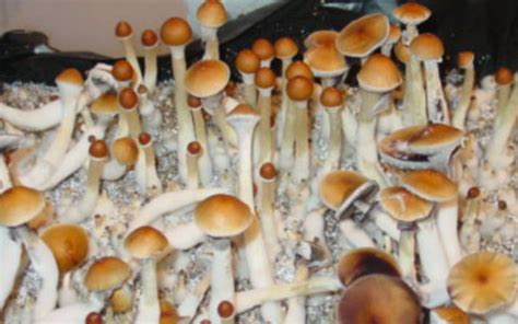 Malabar Magic Mushrooms Psilocybe Cubensis Mushly
