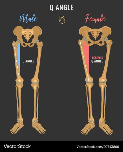 Female And Male Skeleton Differences Royalty Free Vector