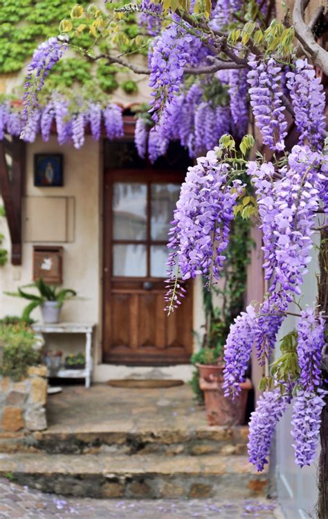 Pros And Cons Of Whimsical Wisteria Town And Country Living