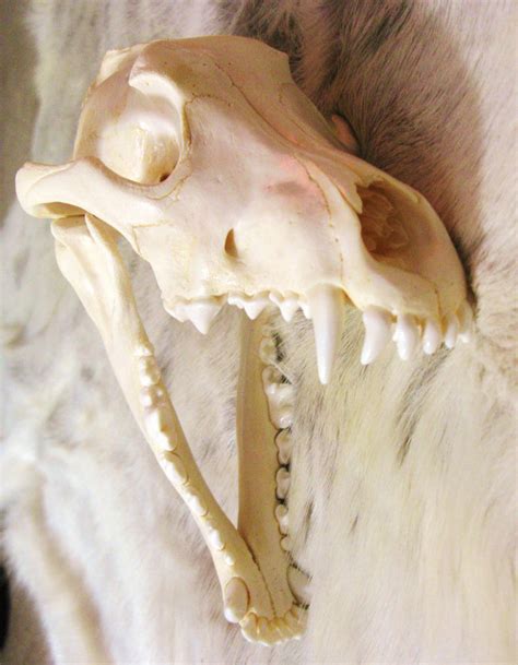 Wolf Skulls Reference 10 By Lamelobo On Deviantart