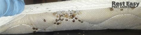 Did you wake up with rashes on your arms and legs? Pest Control Service Photos - Organic Pest Control Miami-Dade
