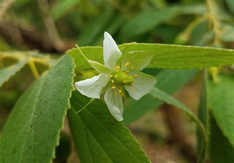 Muntingia Calabura Muntingiaceae