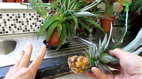 Pineapple Plant Propagation Propagating The Pineapple