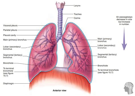 The Lungs Human Anatomy Picture Function Definition