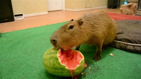 Capybara Eating Half A Watermelon Full Video Youtube