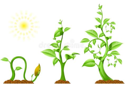 Plant Growth Stock Vector Illustration Of Stem Environment 15961587