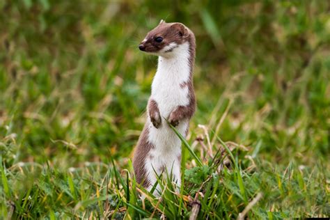 Stoat And Weasel Naturescot