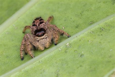 Meet The Largest Jumping Spider In The World A Z Animals