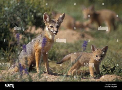 Kit Fox Vulpes Macrotis With Young Arizona Feeds On Small Desert