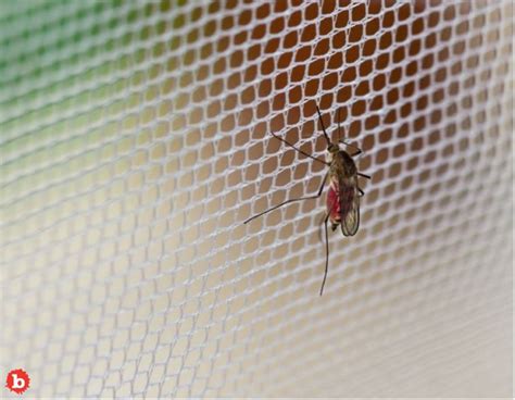 Graphene In Your Clothes Could Be Perfect Mosquito Repellant