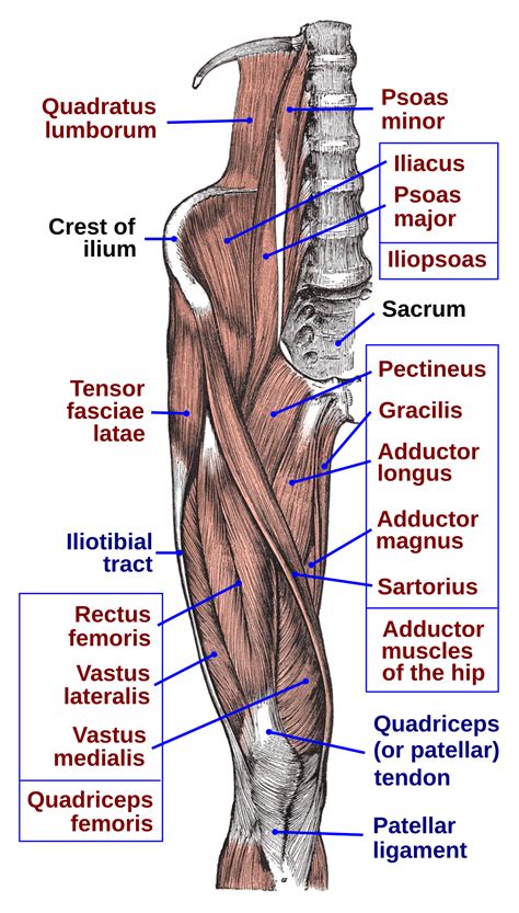 Muscles of the hips and thighs | human anatomy and. Muscle ilio-psoas — Wikipédia