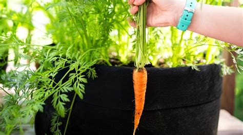 How To Grow Carrots In Pots Without Seeds Storables