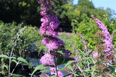 Butterfly Bush Buddleia Pink Delight