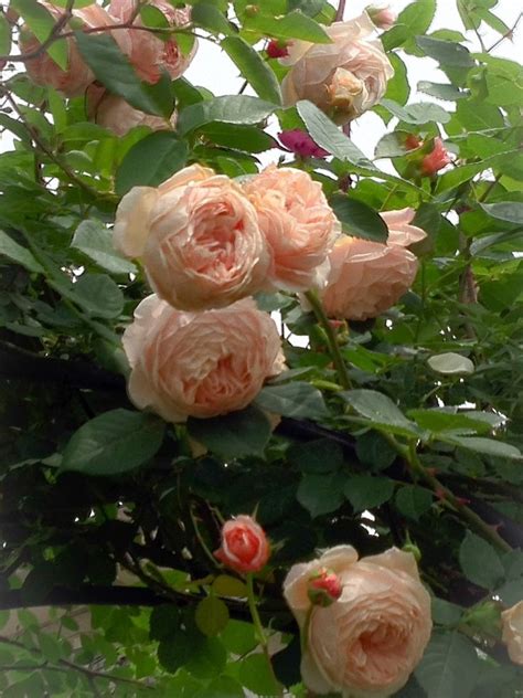 Top 10 Fragrant Roses With Images Flower Garden Design Fragrant