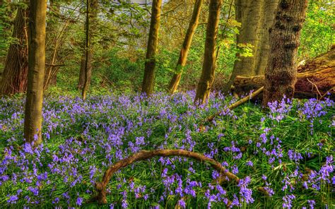 Spring Forest Wallpapers Top Free Spring Forest Backgrounds