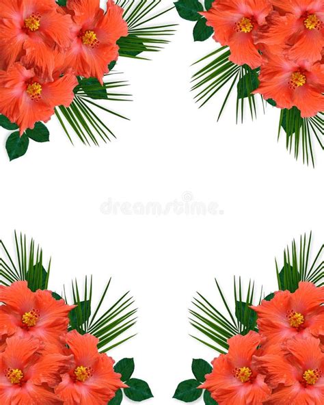 Tropical Hibiscus Floral Border Stock Illustration Illustration Of