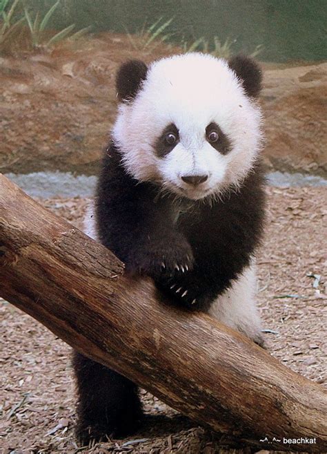 Mei Huan Baby Panda Bears Panda Bear Atlanta Zoo