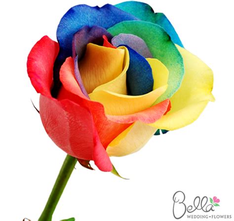 Order Rainbow Roses - Bulk Rainbow Rose Flowers | Rainbow roses, Rainbow flowers, Rose