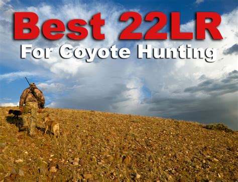 22 250 For Deer Hunting Ammo Options And More