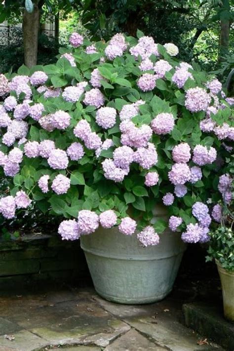 Powerful Pastels 29 Ways To Grow Hydrangeas In Containers