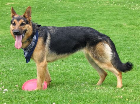 It is, like the great dane, incredibly good at disk catching. Rules of the Jungle: German shepherd dogs