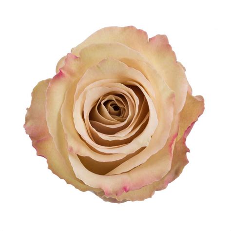 Rose Quicksand Cut Roses Flower Suppliers Wholesale Flowers Direct