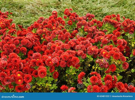 A Lot Of Red Flowers Growing Stock Photo Image Of Field Natural