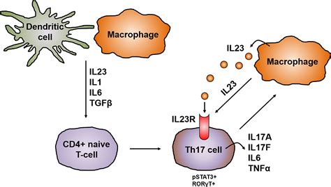 Frontiers Role Of The IL23 IL17 Pathway In Crohns Disease