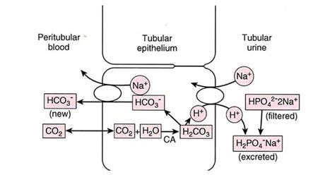 Renal Regulation Of Acid Base Balance New