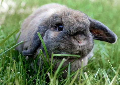 Types of rabbits for pets.